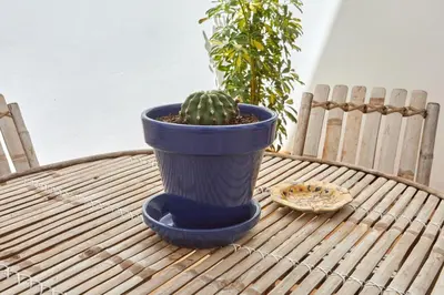 a plant in a blue pot sitting on a table at Apartamento Obispo centro Jerez de la Frontera in Jerez de la Frontera