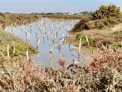 a group of birds standing in a body of water at Casita de la coquina in Chiclana de la Frontera