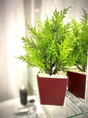 two potted plants sitting on a glass table at MyChoice Carmen in Rota