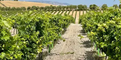 a row of green plants in a vineyard at Hotel Bodegas Campestral in Arcos de la Frontera