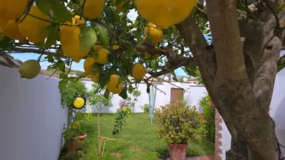 a lemon tree with a bunch of lemons hanging from it at HAPPY HOMES CASA LIMÓN - Premium - Pool - Klimaanlage - WLAN in Chiclana de la Frontera
