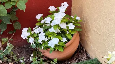 a pot of white flowers sitting next to a wall at Sanlúcar Bajo de Guía PG Apartamentos in Sanlúcar de Barrameda