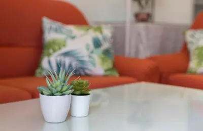 two potted plants sitting on a table in a living room at Azvalia - Valdelagrana Puerto Príncipe, Playa, piscina, parking in El Puerto de Santa María