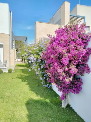 a row of purple flowers on a wall at Exclusiva Villa Lujo con piscina privada by Chiclana Dreams in Chiclana de la Frontera