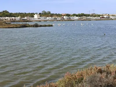 a group of birds swimming in a body of water at Mi UNIVERSO in San Fernando
