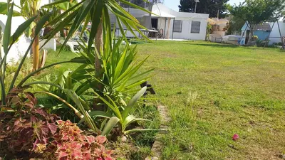 a plant in a yard next to a house at Casa Pelicano in Chiclana de la Frontera