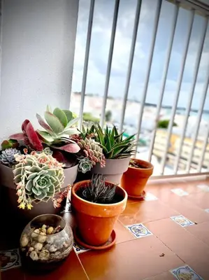 a group of potted plants sitting on a table near a window at MyChoice America in Rota