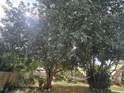 a tree with a hammock under it in a yard at Boho Glamping en Complejo Rural el Mayorazgo in Cádiz