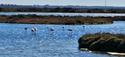 a group of flamingos standing in the water at SOL Y PLAYA in San Fernando