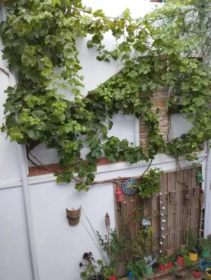 a white wall with ivy growing on it at Apartamento EG17 in Arcos de la Frontera