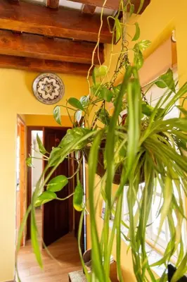 a plant in a room with a clock on the wall at Columela by Gades Gestión in Cádiz