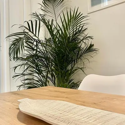 a potted plant sitting next to a wooden table at Apartamento las tres lunas in Sanlúcar de Barrameda