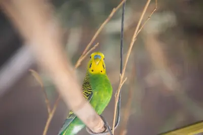 a green and yellow bird sitting on a branch at Casa Caramelo in Medina Sidonia