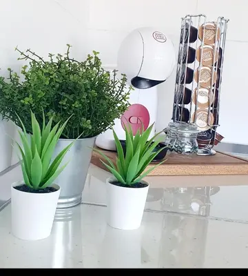 three plants in white pots sitting on a counter at Apartamento Plaza Calzada 3 in Sanlúcar de Barrameda