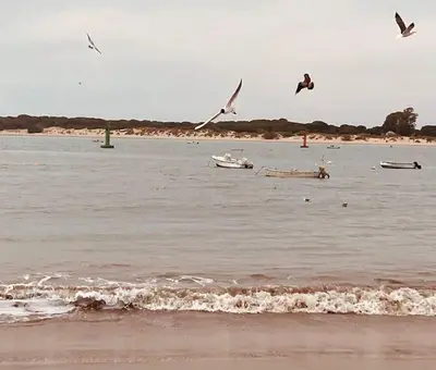 a group of birds flying over a body of water at Al sur del sur in Sanlúcar de Barrameda
