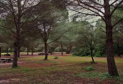 a park with trees and a bench in the grass at Casa Campiña Jerezana in Torrecera