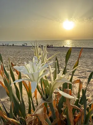 a plant on the beach with the sunset in the background at Salmedina in Sanlúcar de Barrameda