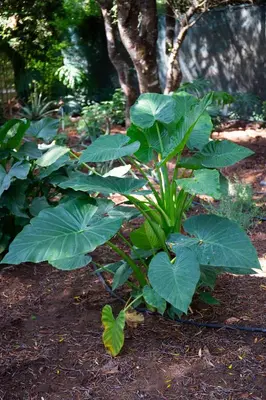 a plant with large green leaves in a garden at CASA CHOCOLATE in Malcocinado