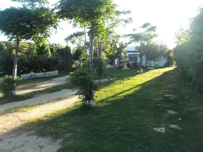 a tree in the middle of a yard at Casa Marisa in Conil de la Frontera