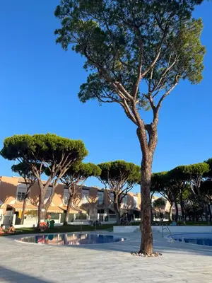 a tree in the middle of a park at Apartamento de Reme Playa de la Barrosa in Chiclana de la Frontera