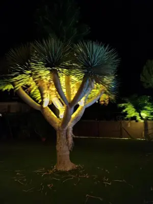a palm tree is lit up at night at EL RETIRO in Sanlúcar de Barrameda