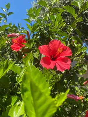 three red flowers on a tree with green leaves at Villa El Bomberito in Chiclana de la Frontera
