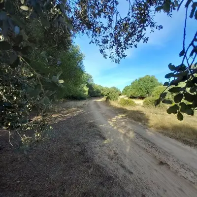 a dirt road with trees on the side of it at Casa Puerta sierra de Cádiz in Arcos de la Frontera