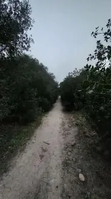 a dirt road with trees on the side of it at Casa Puerta sierra de Cádiz in Arcos de la Frontera