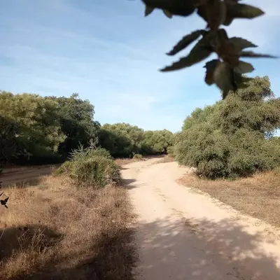a dirt road in the middle of a field at Casa Puerta sierra de Cádiz in Arcos de la Frontera