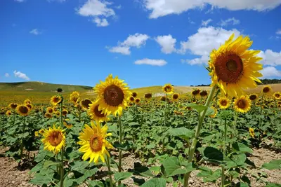 a field of sunflowers under a blue sky at Casita de la Suerte in Medina Sidonia