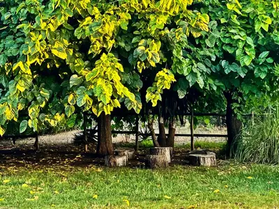 a group of trees with yellow leaves on them at Villa San Patricio I Piscina Privada I Jacuzzi Spa I BBQ I PS5 I Aire Acon I 3000m2 I 5min-Centro in Jerez de la Frontera