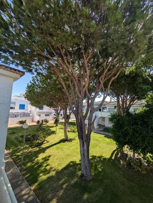 a tree in the yard of a house at Apartamento Red de Almadraba in Chiclana de la Frontera
