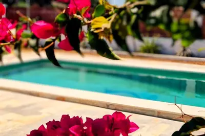 a bunch of flowers next to a swimming pool at Olas de Conil in Conil de la Frontera