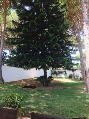 a dog laying under a tree in a yard at Villa Verde con Piscina a 800m de la Playa by Chiclana Dreams in Chiclana de la Frontera