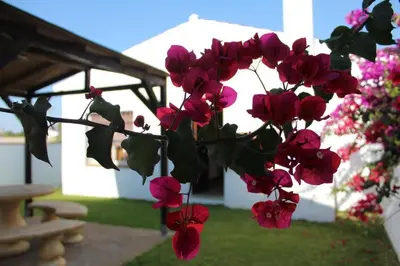 a bunch of pink flowers on a branch in a yard at Hacienda los Majadales in Conil de la Frontera