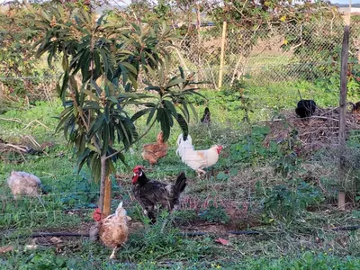 a group of chickens standing in the grass at casa entre mer et montagne in Arcos de la Frontera