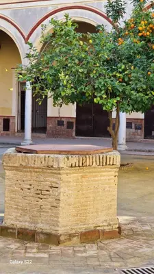 a small orange tree in a stone wall at RESIDENCIAL VICTORIA CENTRO in Sanlúcar de Barrameda
