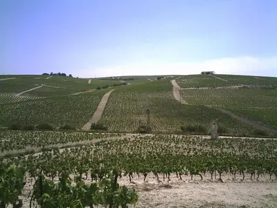 a large green field with rows of plants at Viña Santa Petronila Torre in Jerez de la Frontera