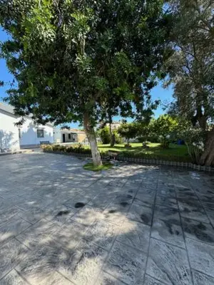 a tree in the middle of a driveway at Lurasejo in Cádiz