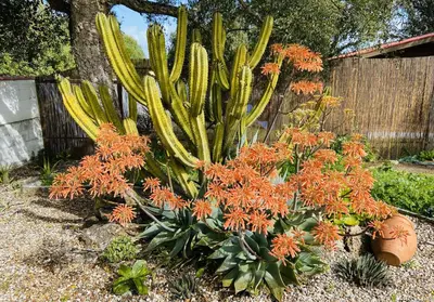 a garden with cactuses and orange flowers at Casa Isabela in Chiclana de la Frontera