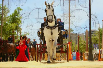 a white horse pulling a carriage with people at Apartamento Centrico Jerez de la Frontera in Jerez de la Frontera