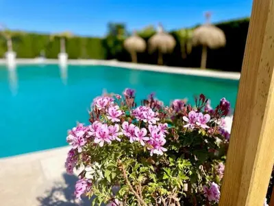 a pot of purple flowers next to a swimming pool at GATU SIROCO junto la playa, piscina, aire acc, terraza, 