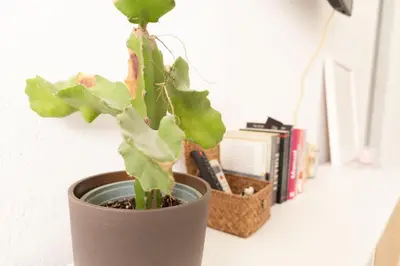 a plant in a pot on a table with books at Hogar del Sur by Gades Gestión in Cádiz