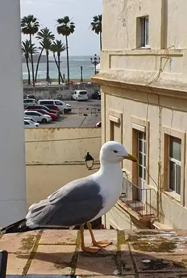 a seagull standing on the ledge of a building at Cadizz - El Faro del Manteca - Terraza privada barrio de la Viña - La Caleta in Cádiz