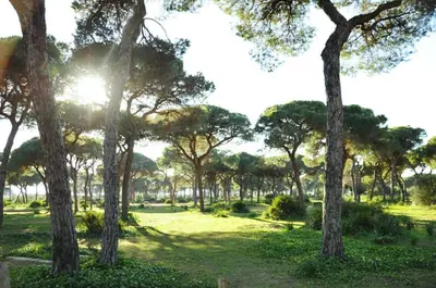a group of trees in a park with the sun shining at Hostal Quinto Pino in Chipiona