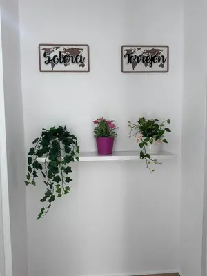 two shelves with plants on a white wall at Solera in Jerez de la Frontera
