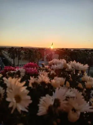 a field of white flowers with the sunset in the background at Apto en El Puerto de Santa María in El Puerto de Santa María