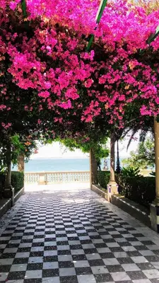 a walkway with pink bougainville bushes and flowers at Piso en la Caleta in Cádiz