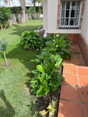 a row of plants in front of a house at Villa Alegría in Roche