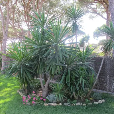 a couple of palm trees in a garden at Villa Alegría in Roche